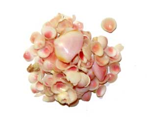 FIGSHELLSPINK - Pink Shells