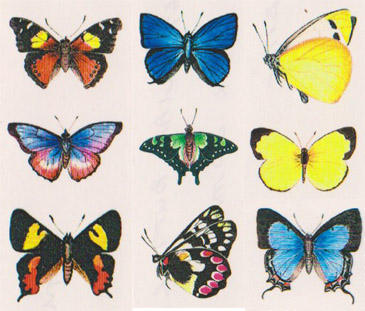 DBAUST - Australian Butterflies