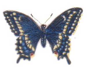 DBS7 - Butterflies Small 7