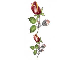 DRB - Rose Buds